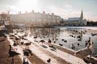 Ducks and Birds on Paved Sidewalk nd on Lake