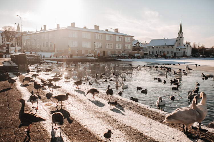 Ducks And Birds On Paved Sidewalk Nd On Lake