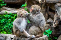 Brown Monkey Sitting on Wood Log