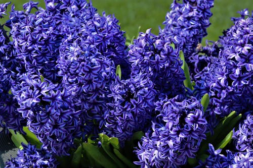 Free Close Up Photo of Bunch Purple Flowers  Stock Photo