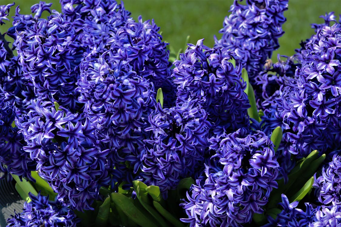 Close Up Photo of Bunch Purple Flowers 