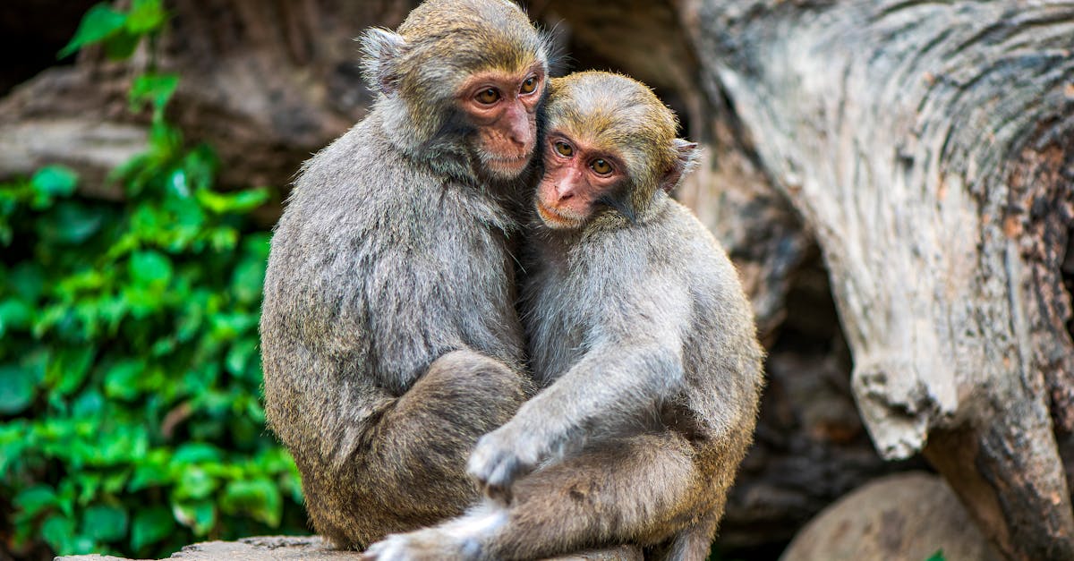 Brown Monkeys Hugging Each Other · Free Stock Photo