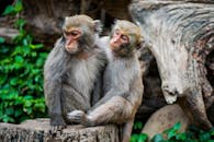 Monkeys Sitting on the Tree Stump
