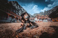 A Dog Lying on the Ground