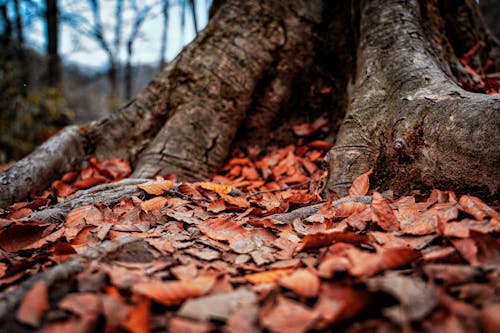 Close-Up Shot of Fallen Leaves on the Ground