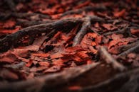 Brown Dried Leaves on Ground