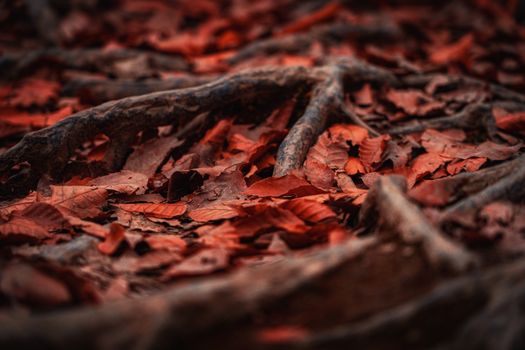 Close-up view of fallen autumn leaves intertwined with tree roots on the forest floor.