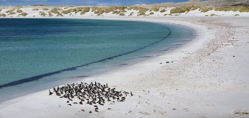 Free Penguins at the Beach Stock Photo