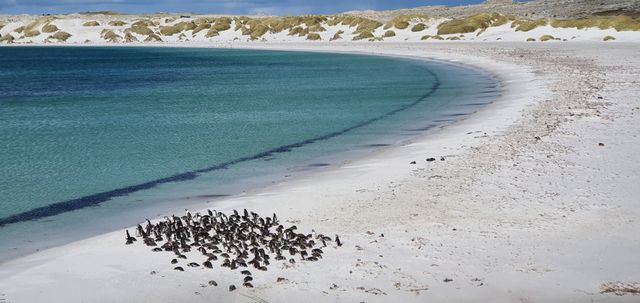 Falkland Islands