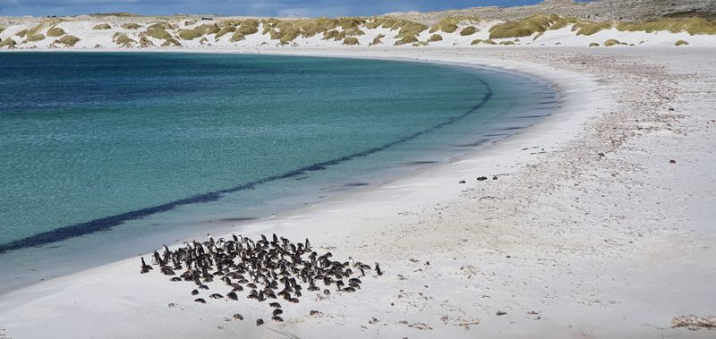 Halifax Island Penguins & Boat Trips