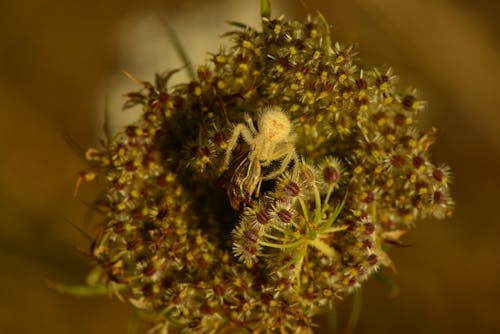 거미, 거미류, 곤충 사진의 무료 스톡 사진