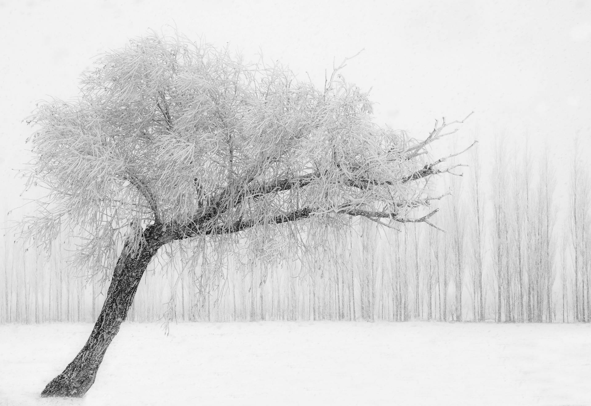 A Snow Covered Tree During a Blizzard