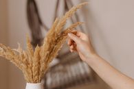 Person Holding Brown Wheat in White Round Container