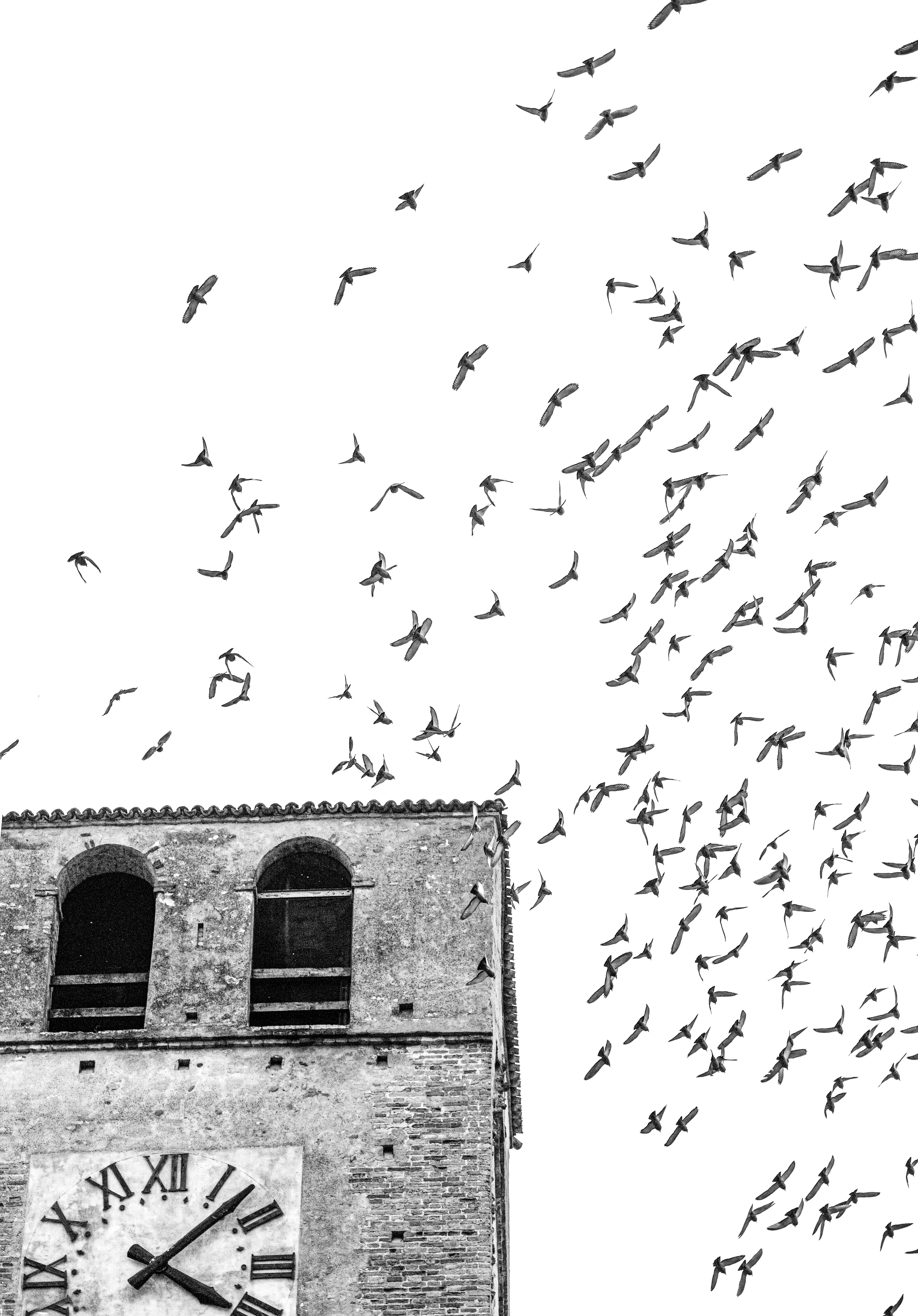 A Flock of Birds Flying over the Building · Free Stock Photo