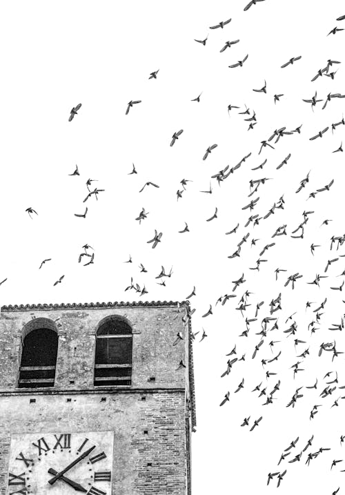 A Flock of Birds Flying over the Building