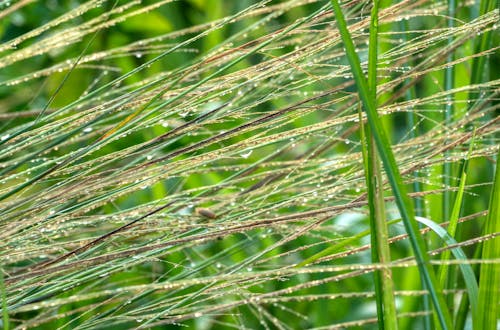 Wet Green Grass on the Field