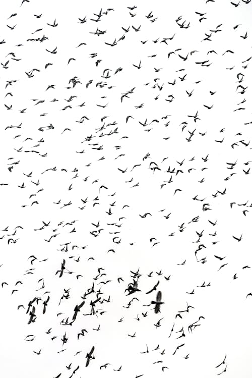 A Flock of Pigeons Flying