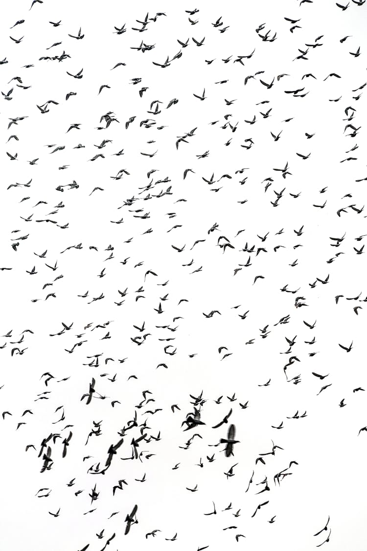 A Flock Of Pigeons Flying