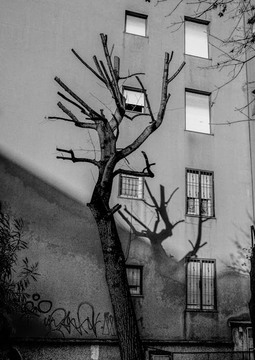 Leafless Tree Near a Concrete Building