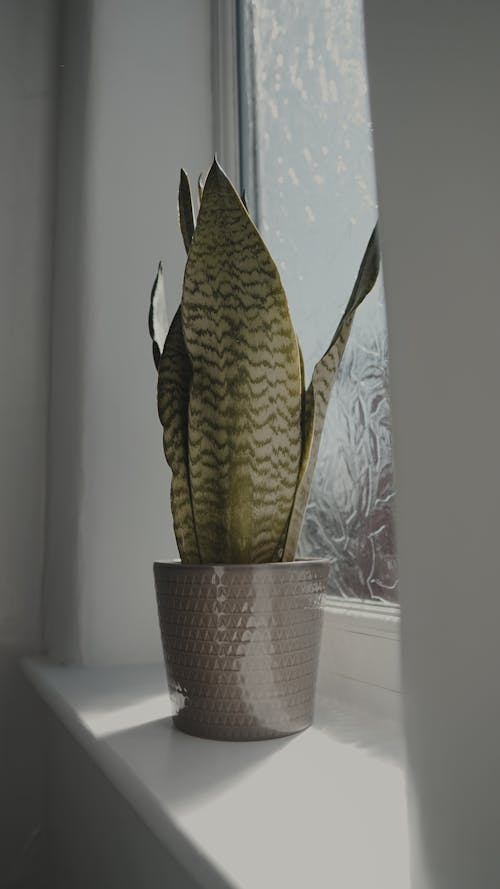 A Potted Snake Plant by a Window