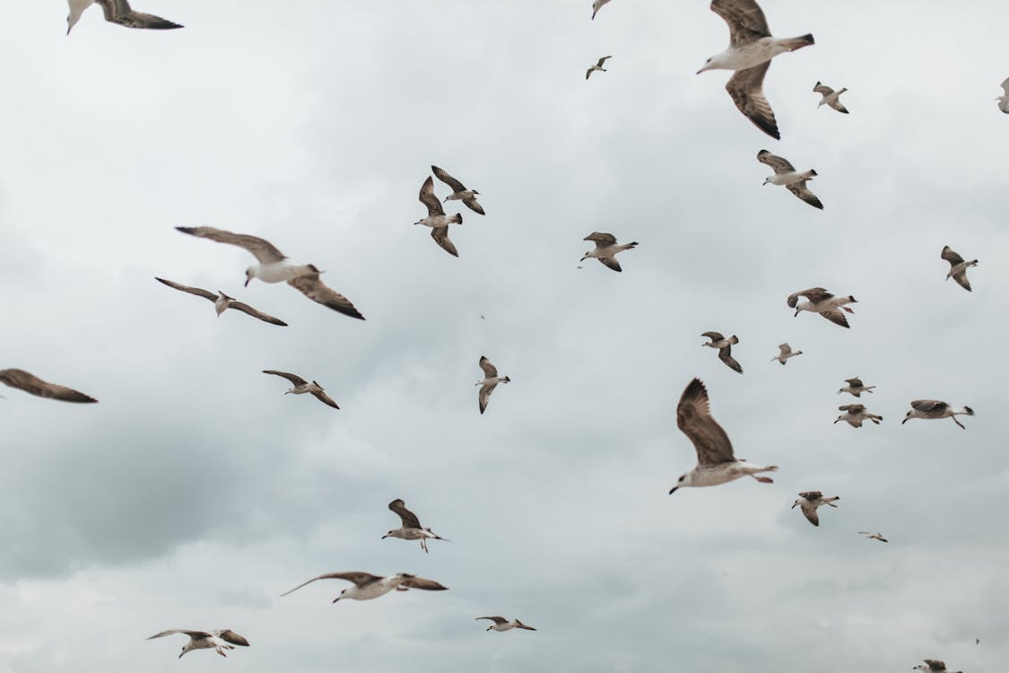 Free A Flock of Seagulls Flying Stock Photo