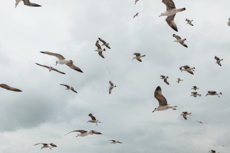 A Flock Of Seagulls Flying