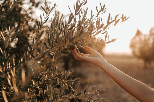 Free A serene scene of a hand gently reaching for an olive tree branch in golden sunset light. Stock Photo
