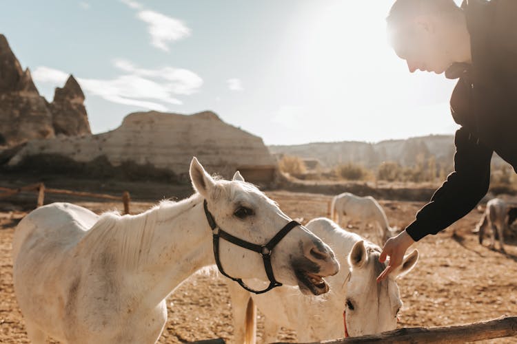 Man Feeding The Horse