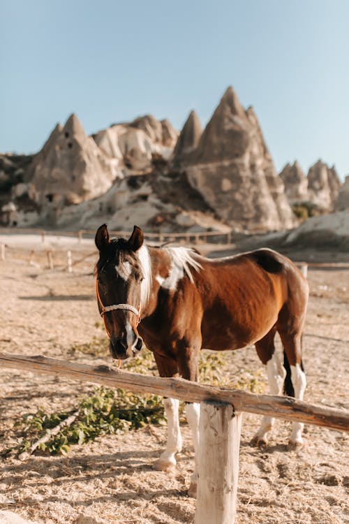 Gratis arkivbilde med åker, dyr av hestefamilien, dyrefotografering