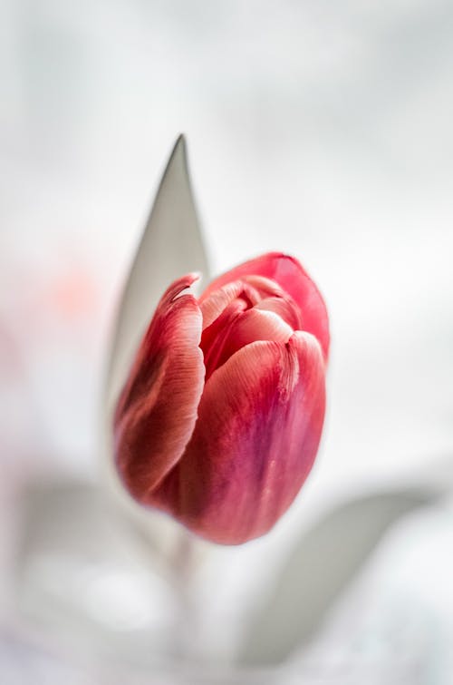 Gratis stockfoto met aroma, aromatisch, binnen