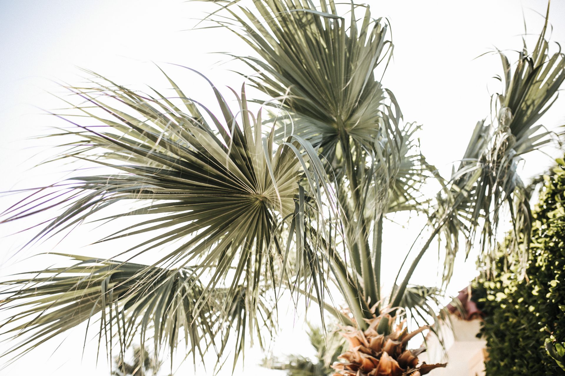 washingtonia