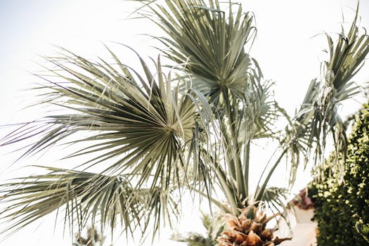 A lush tropical palm tree with vivid green leaves against a bright sky, embodying a summery vibe.