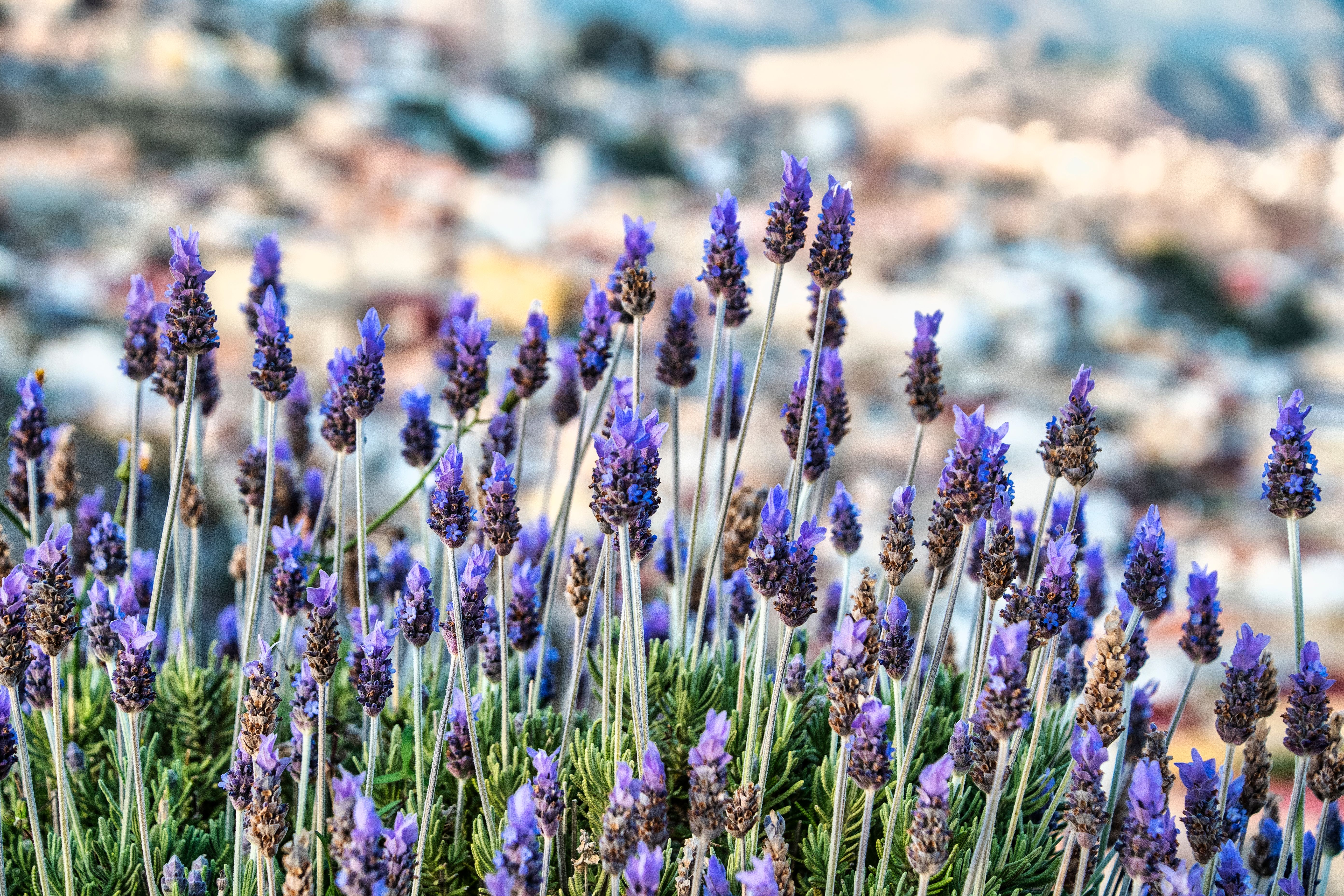 Lavender flowers in bloom with a scenic city view in the background, capturing nature's elegance.