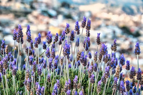 Free Close-Up Shot of Lavenders in Bloom Stock Photo
