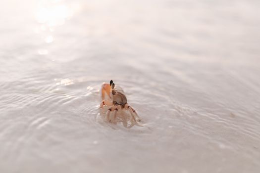 Close-up of a crab on sand with water ripples at the beach, showcasing natural behavior.