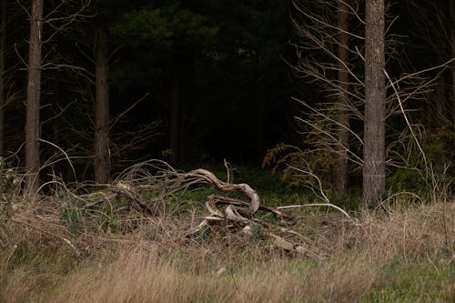 Bare Trees in the Forest