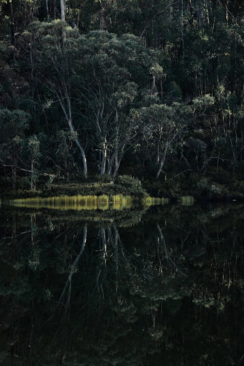 Trees Reflection over the Lake Surface