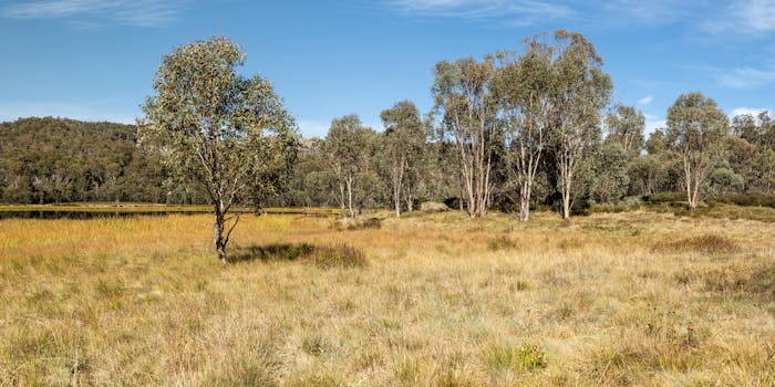 Serene meadow landscape with eucalyptus trees at Mount Buffalo, Australia.