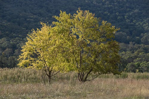 Foto profissional grátis de árvores verdes, aumento, campo de grama