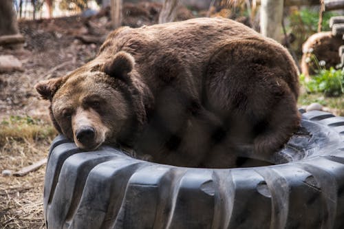 Free Brown Bear Lying on Tire Stock Photo