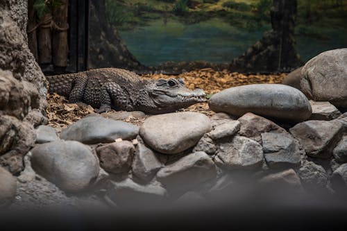 Kostenloses Stock Foto zu felsen, gefangen, krokodil