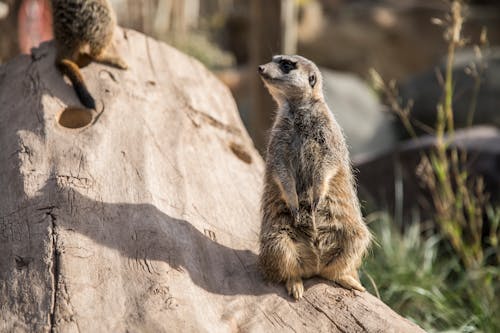 Δωρεάν στοκ φωτογραφιών με meerkat, άγριος, αστείος Φωτογραφία από στοκ φωτογραφιών