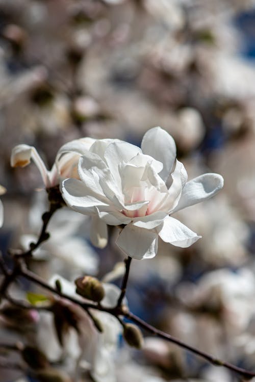 Foto d'estoc gratuïta de bonic, branca, brots de flors