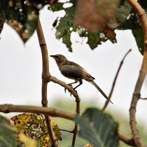 Large Grey Babbler Perched on Tree Branch