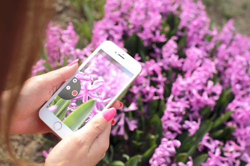 Close-up Photography of Woman Holding Gold Iphone 6 Displaying Pink Petaled Flower