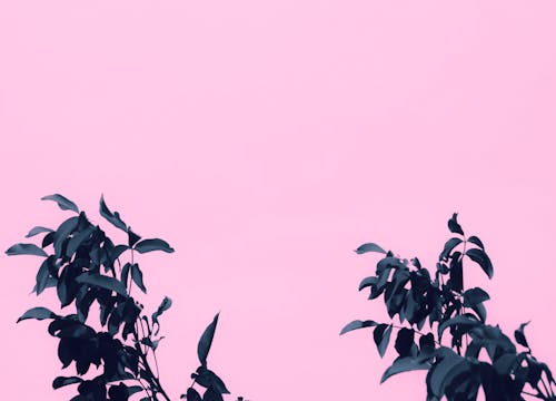 Free Dark Green Leaves With Pink Background Stock Photo
