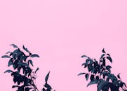 Dark Green Leaves With Pink Background