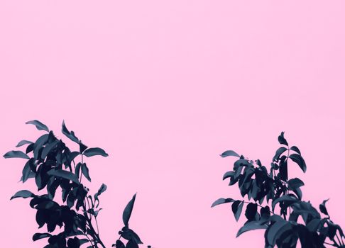 Elegant composition of dark green leaves set against a soft pink background, perfect for minimalist design.