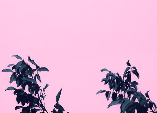 Free Elegant composition of dark green leaves set against a soft pink background, perfect for minimalist design. Stock Photo