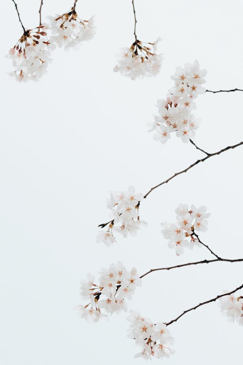 Branches of cherry tree with white flowers growing under bright cloudless sky in daylight